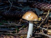 Sonnenlicht auf einzelnem Pilz am Waldboden
